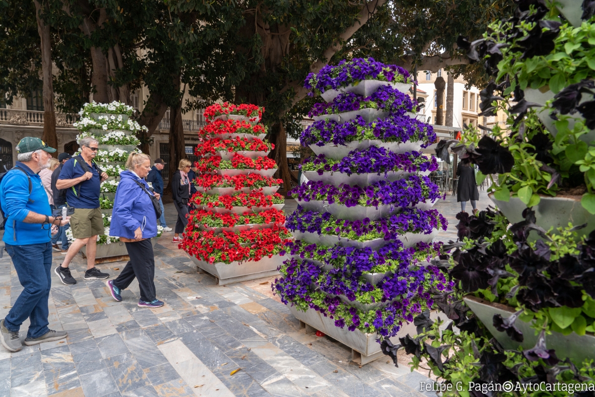 Cartagena planta ms de 18.000 petunias con flores del color de las cofradas de Semana Santa